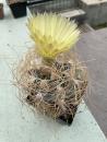 Astrophytum capricorne niveum